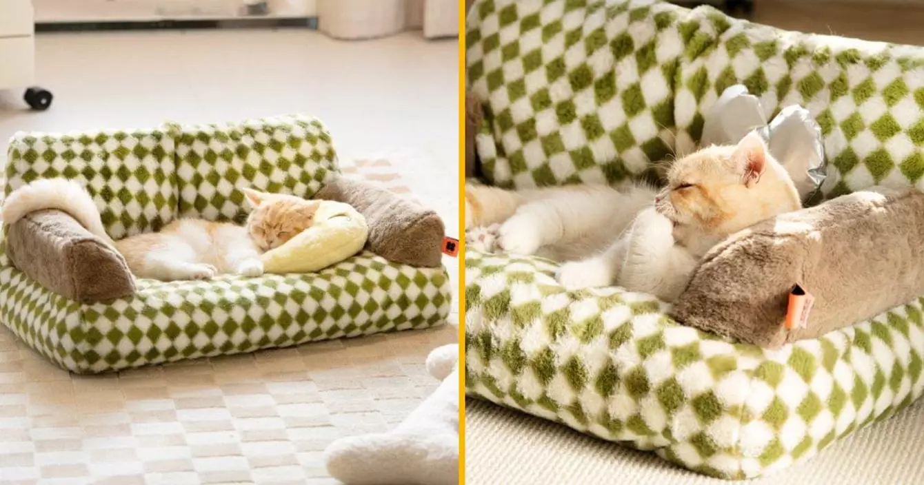 un-canape-pour-chat-ou-pour-tres-petit-enfant