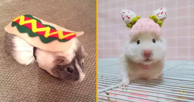 UNE_SHOPPING_COSTUME_HAMSTER_COCHON_DINDE