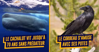 une-top-animaux-vie-tranquille