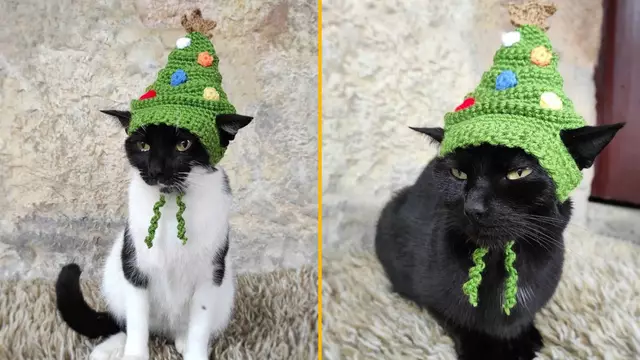 chapeau-sapin-noel-chat