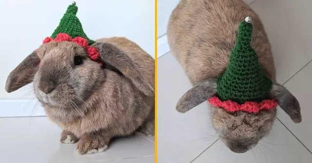chapeau-lutin-lapin