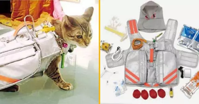 kit-survie-chat-chien