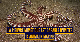 TECHNIQUE CAMOUFLAGE