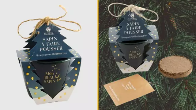 sapin-noel-faire-pousser