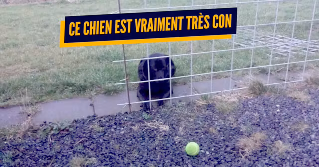 une_chiens_tres_cons