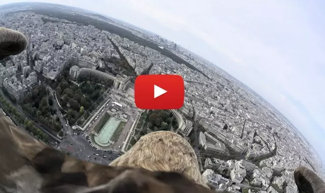 309566815767858_796809967043538