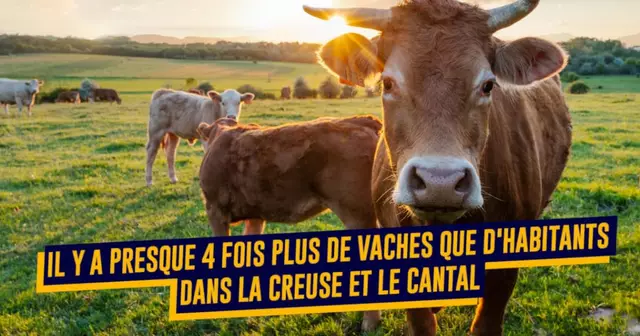 VACHE