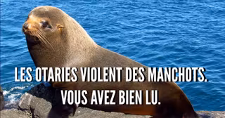 Galapagos_Fur_Seal_Santiago_Island