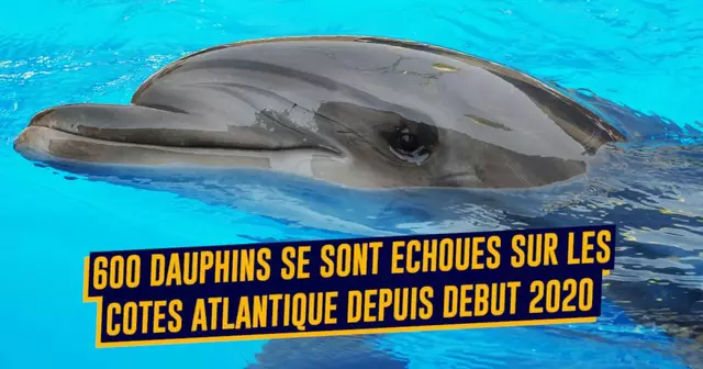 UNE8dauphin