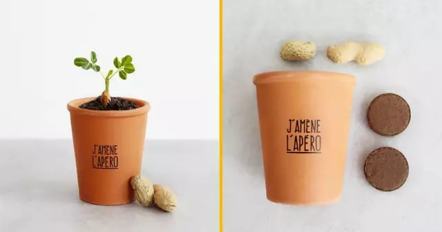 cacahuetes-faire-pousser