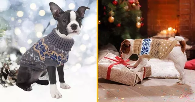 pull-noel-chien-chiot