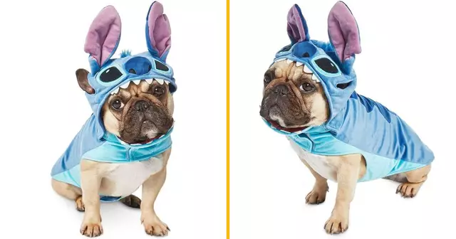 un-deguisement-de-stitch-pour-chien