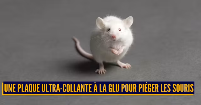 ASTUCES ANTI NUISIBLES