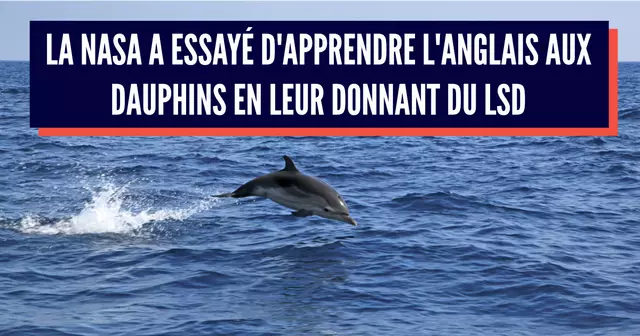 dauphin