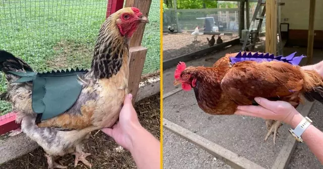 selle-trex-poule-transformer-dino