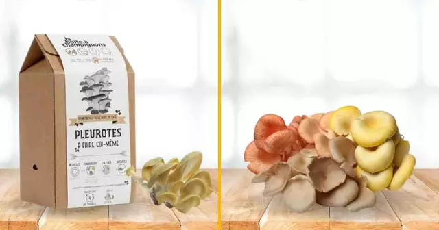 kit-pousser-champignons