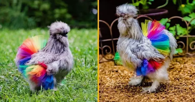 tutu-danse-arc-en-ciel-poules