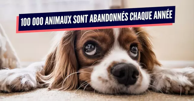 une_adoption_animale