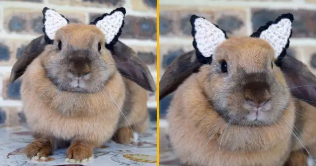 chapeau-oreilles-chat-lapin