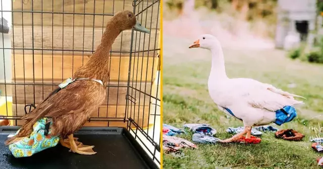 couche-reutilisable-canard