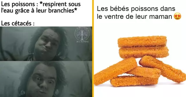 top memes poissons