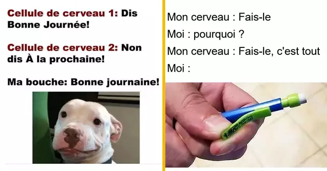 top memes cerveau