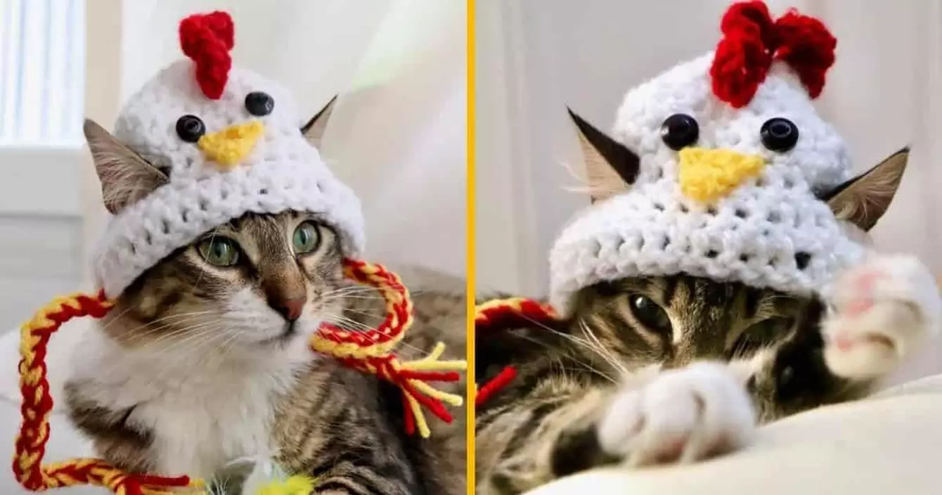 chapeau-poulet-chat