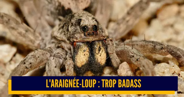 une_araignée loup