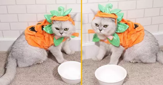 deguisement-citrouille-pour-chat