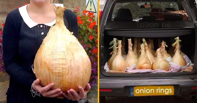 graines-oignons-geants