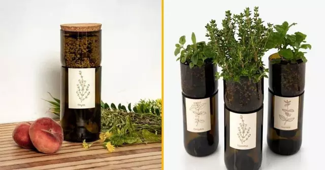 mini-potager-interieur-bio-faire-pousser-bouteille