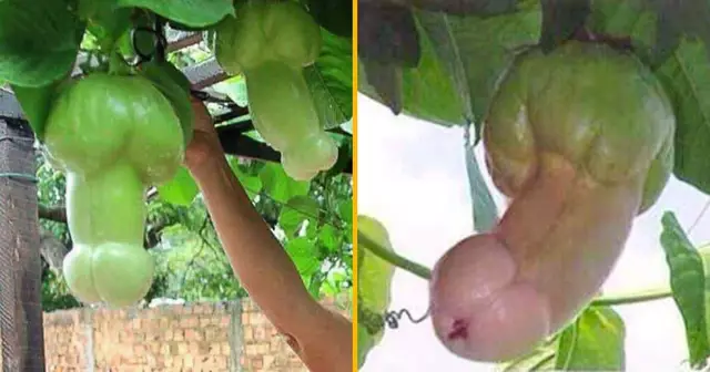 plante-tombante-penis
