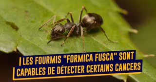 FOURMIS