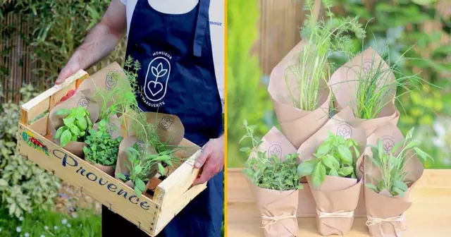 jardiniere-plantes-aromatiques-faire-pousser