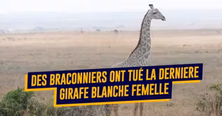 une_girafes.jpg