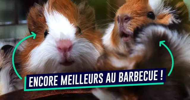 UNE_VOYAGE_cochon-dinde