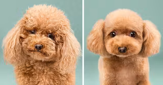 photo-chien-avant-apres-toilettage