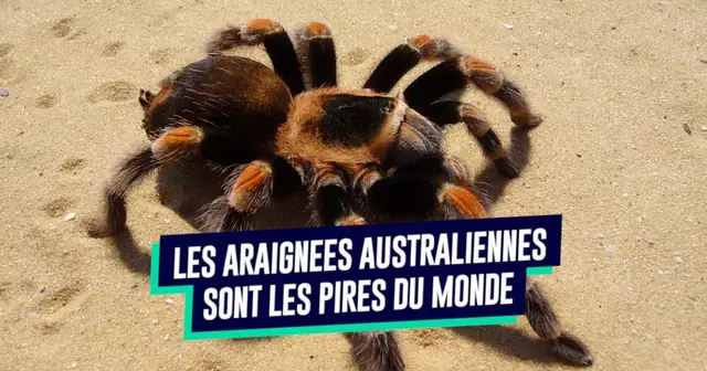 une_araignees_australie