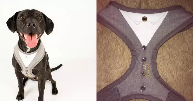 harnais-chien-peaky-blinders