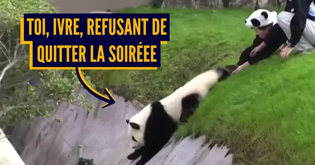 une panda