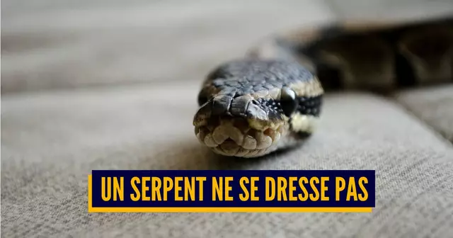 SERPENT