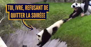 une panda