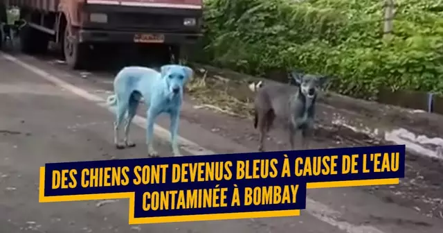 chienbleu