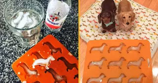 moule-glacons-terriers-chien