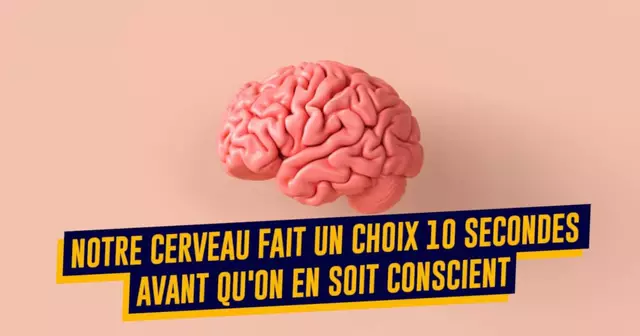 cerveau