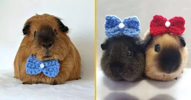 noeud-crochet-hamster