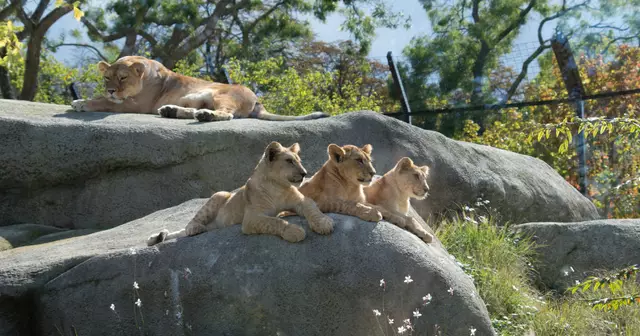 topitruc parc zoologique paris