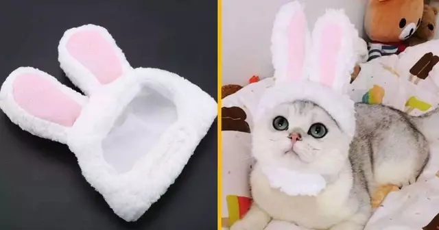 oreilles-lapin-pour-chats