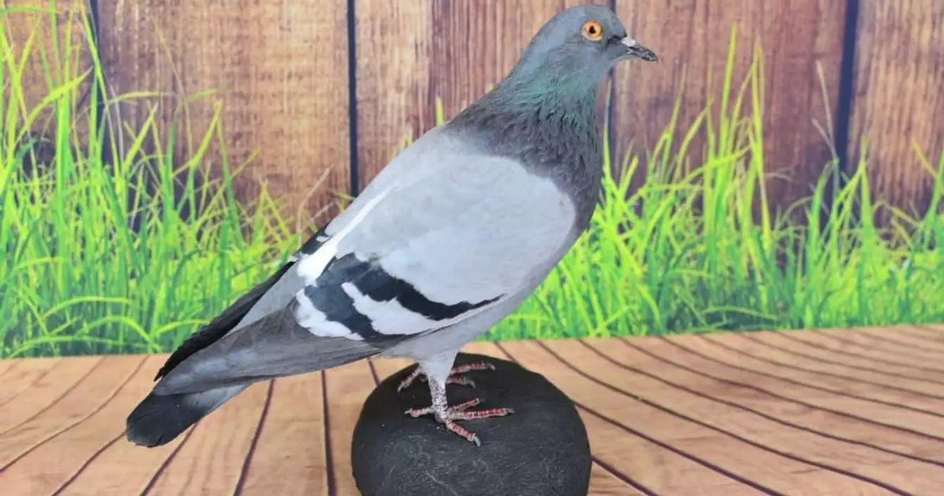 pigeon-empaille