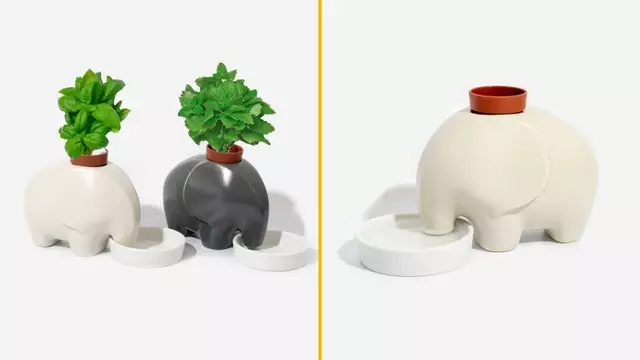 plante-elephant-pousser